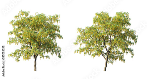 Golden chain tree or laburnum trees and branches isolated