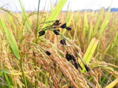 Rice are affected in false smut disease.