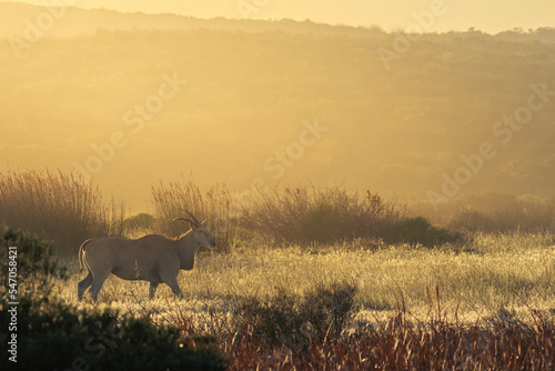 Common eland, southern eland or eland antelope (Taurotragus oryx, walking in the veld at sunrise. Western Cape. South Africa