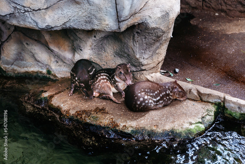 Cuniculus paca - a mammalian animal belonging to the order rodents.