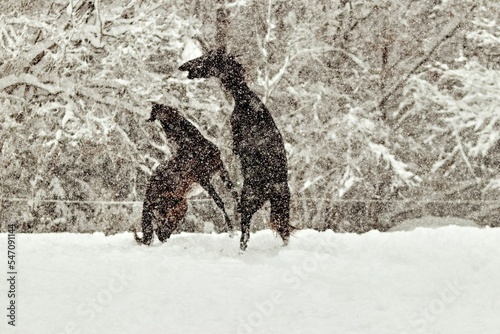 Scenic view of horses playing together in a forest during snowy winter in daylight