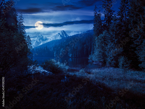 wild lake among the coniferous forest at night. beautiful nature landscape in carpathian mountains. summer weather with dark sky in full moon light. mysterious place