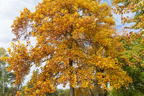Fragment of the tulip tree with autumn leaves in park