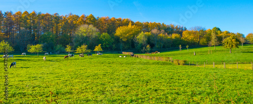 Fields and trees in a green hilly grassy landscape under a blue sky in sunlight in autumn, Voeren, Limburg, Belgium, November, 2022