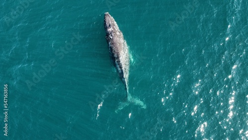 Top drone view of a gray whale swimming in the ocean near Baja California, Mexico