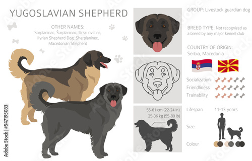 Yugoslavian Shepherd clipart. All coat colors set. All dog breeds characteristics infographic