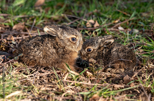 Lièvre brun (Lepus europaeus) levrauts au printemps. Alpes. France