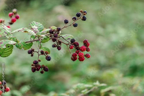 Rubus Allegheniensis(Binomial name), Allegheny blackberry or common blackberry
