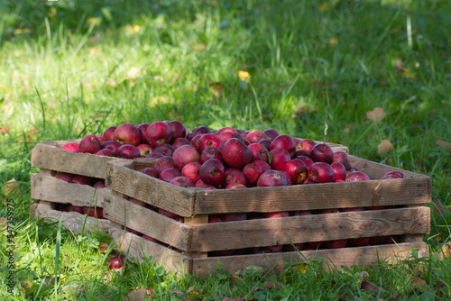sezon na jabłka