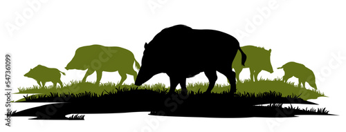 Wild boar herd looking for food in meadow. Animal in natural habitat. Wild pig illustration. Isolated on white background. Vector.