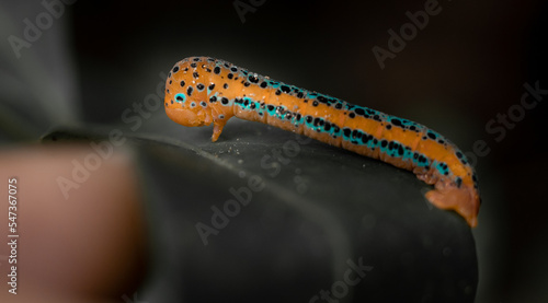 Dysphania militaris Linnaeus, 1758 False tiger moth