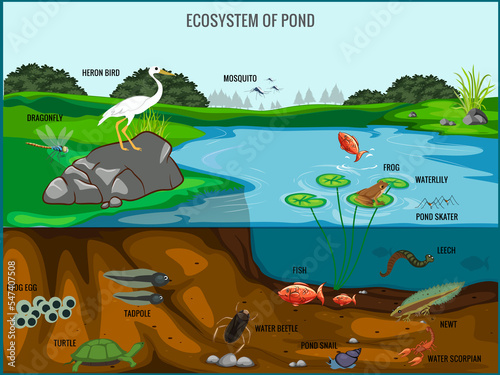 Ecosystem of pond vector illustration