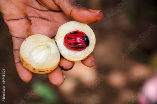 Farmer's hand presenting a fresh nutmeg fruit cut in half displaying the mace and nut in Zanzibar