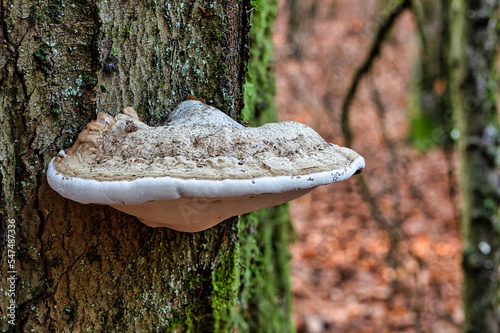 Huba growing on the trunk of a deciduous tree. Autumn season.