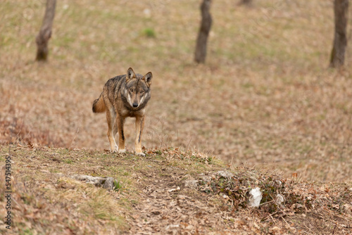 Apennine wolf in italy, Abruzzo