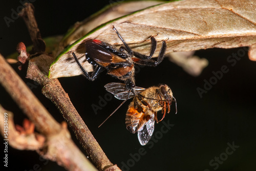 Percevejo predando Abelha-européia (Reduviidae e Apis mellifera) | Assassin bug preying European honey bee