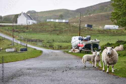 Cute North Country Cheviot sheep in a meadow