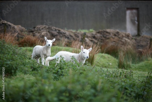 Cute North Country Cheviot sheep in a meadow