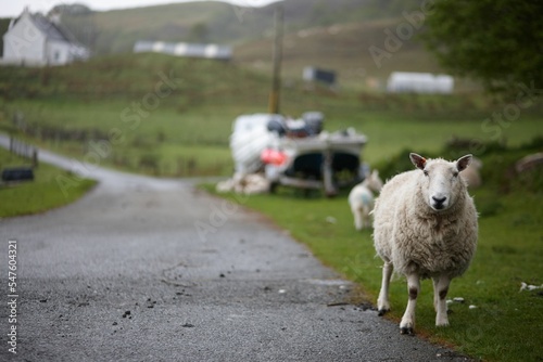 Cute North Country Cheviot sheep in a meadow