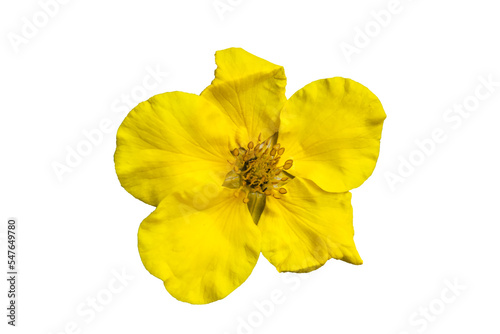 Potentilla 'Goldfinger' cinquefoil, png stock photo file cut out and isolated on a transparent background