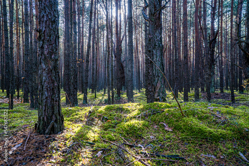 las iglasty jesienią na Śląsku w Polsce z kępami mchu