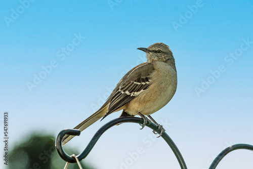  Closeup of a mockingbird perched on a decorative metal pole with a blue sky background.