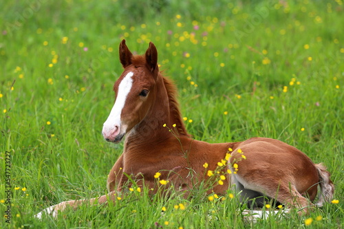 a beautiful chestnut foal lying on the background of a green meadow 