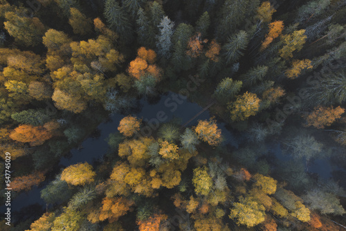 Colorful beautiful vegetation in the forest. Aerial view
