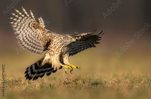 Northern goshawk bird ( Accipiter gentilis )