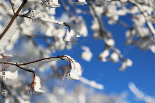Gałęzie pokryte białym śniegiem i szronem w czasie mroźnej zimy. 