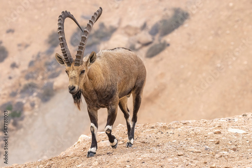 The Nubian ibex (Capra nubiana) is a desert-dwelling goat species found in mountainous areas of Algeria, Egypt, Ethiopia, Eritrea, Israel, Jordan, Lebanon, Oman, Saudi Arabia, Sudan, and Yemen
