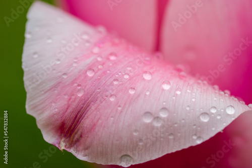 Pink tulip bud with delicately smooth petals and water droplets after rain or watering plants in spring garden view from above. Floristry, breeding bulb plants, bulbous flowers. Greeting bouquet.