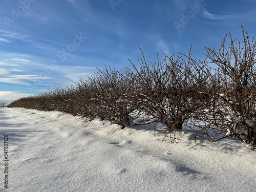 hasp berries in snow