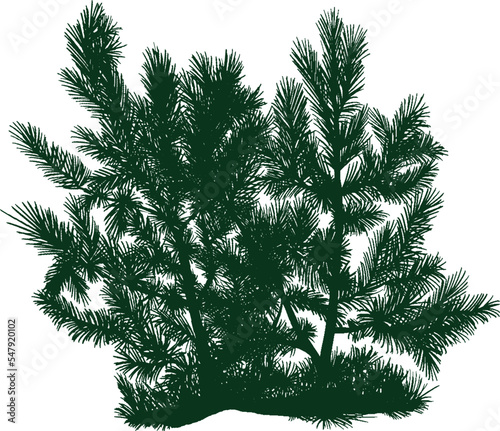 Tree pine silhouette. Pine forest wood illustration. White and black drawing illustration.
