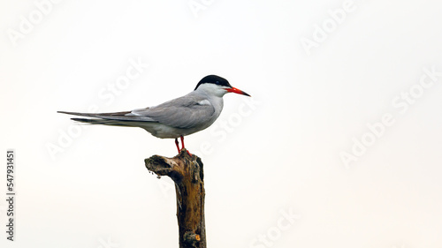 A common tern in the danube delta of romania 