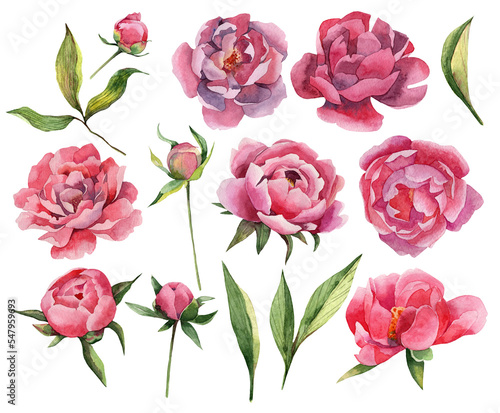 Set of watercolor peony flowers and leaves. PNG file with separated watercolor peony flowers and green leaves