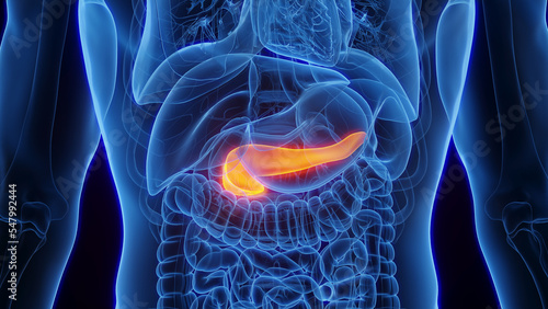 3D Rendered Medical Illustration of Male Anatomy - The Pancreas.