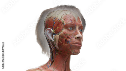 3D Rendered Medical Illustration of Female Anatomy - muscls of the head