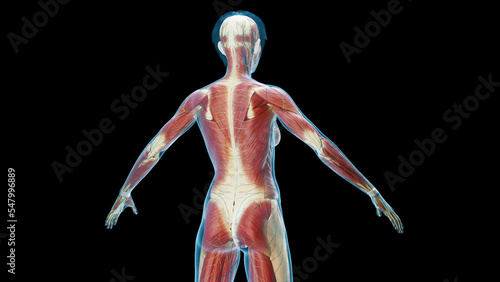 3D Rendered Medical Illustration of Female Anatomy - Muscular System