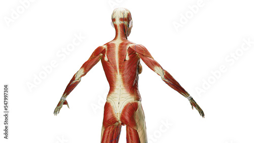 3D Rendered Medical Illustration of Female Anatomy - Muscular System.