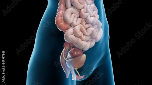 3D Rendered Medical Illustration of Female Anatomy - Visceral organs of Abdomen and Pelvis.