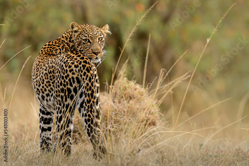 leopard in the grass