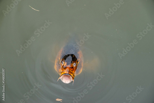koi carp fish in the water with mouth open 