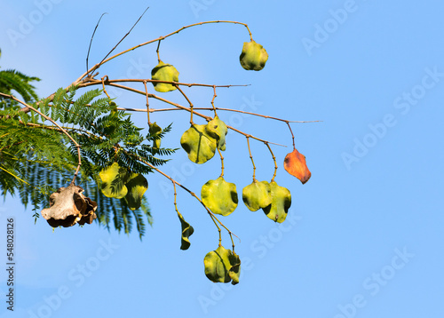 Seedpods of blue jakaranda (Jacaranda mimosifolia) is quite common tropical and subtropical tree