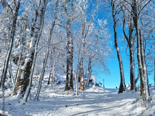Krajobraz na drzewa pokryte białym śniegiem i szronem w czasie mroźnej zimy. 