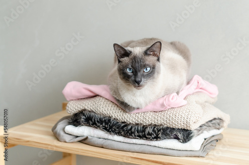 Lazy cat resting on pullover, on a pile of cloth. A stack of cozy knitted sweaters on the table and a domestic cat sits on top. Autumn and winter concept. Cute kitten relaxing on warm sweater. 
