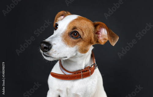 Adorable Jack Russell terrier with collar on black background