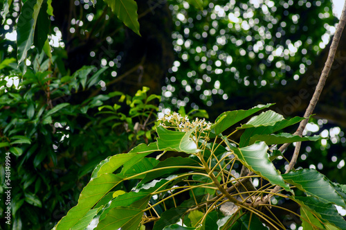 Close up of Candlenut tree (Aleurites moluccana) flowers and green leaves