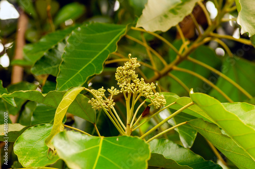 Close up of Candlenut tree (Aleurites moluccana) flowers and green leaves