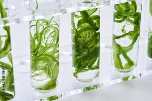 concept of ecology science research biology with seaweed stem or kelp in the laboratory on white background 